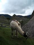 Machu Picchu - lama