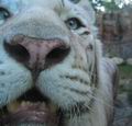 tiger - posledná tvár, ktorej som hľadel z očí do očí