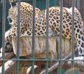 leopard škvrnitý